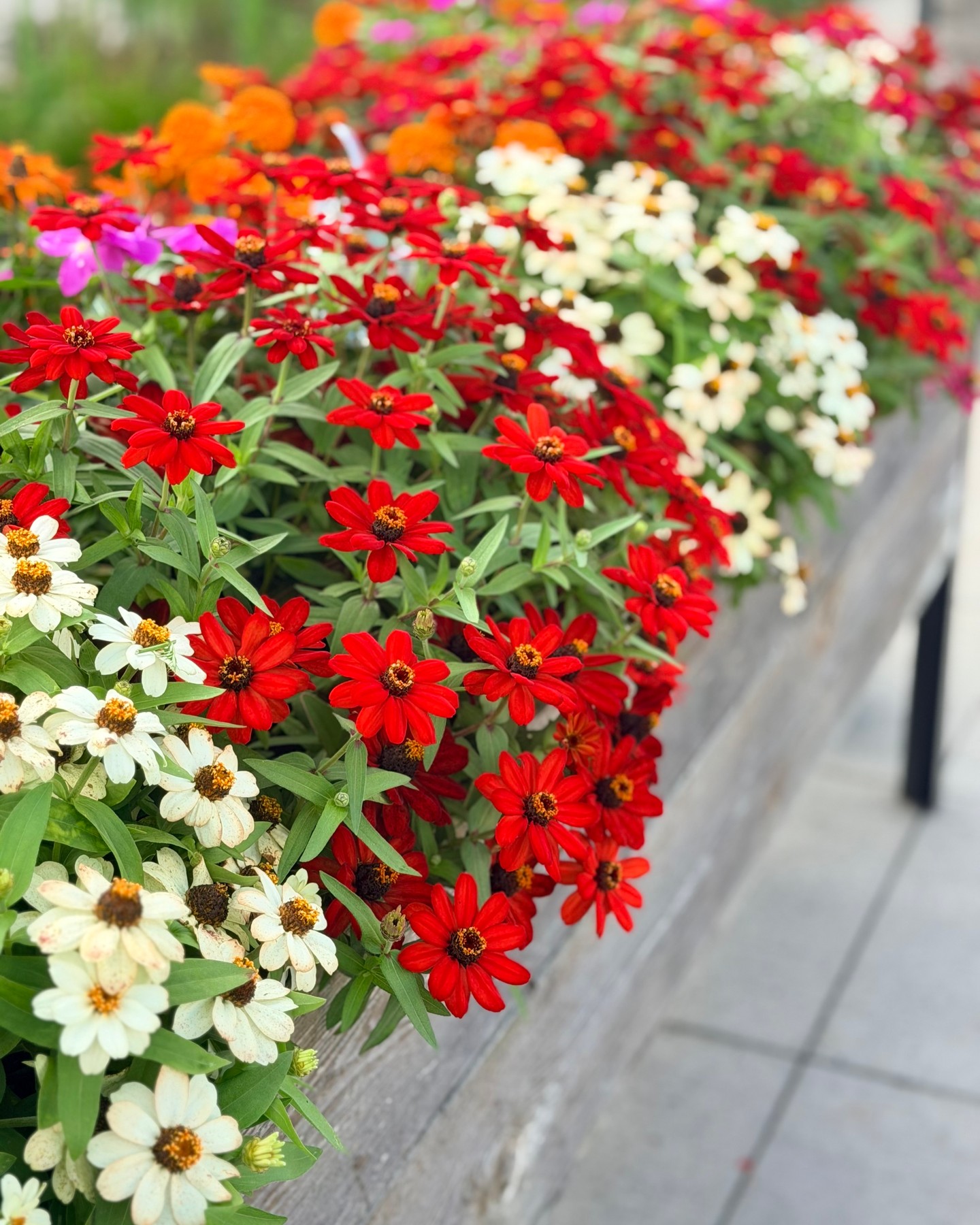 Our cut flower garden is still blooming, but not for much lo…