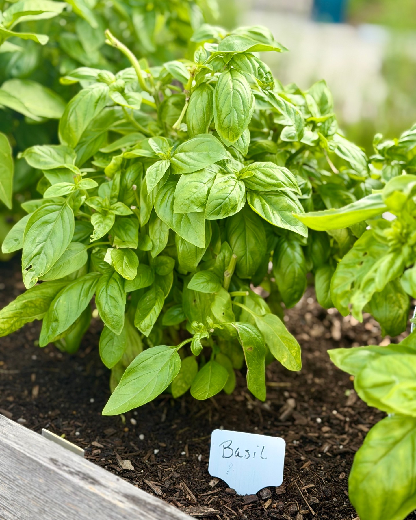 The garden may be winding down, but there's still plenty to …
